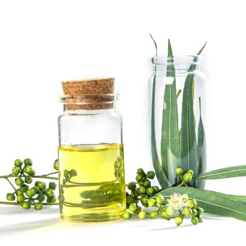 Eucalyptus Oil